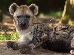 Gevlekte hyena - Foto: Dierenpark Amersfoort