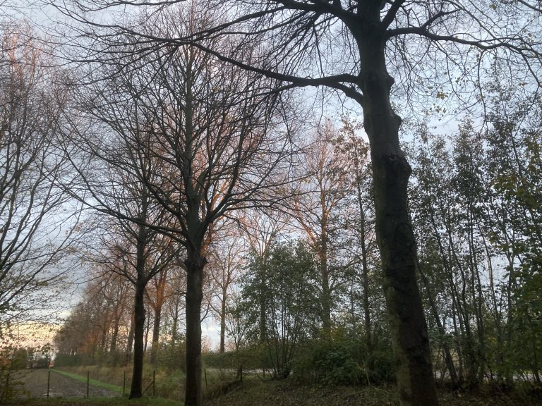 Donker en licht